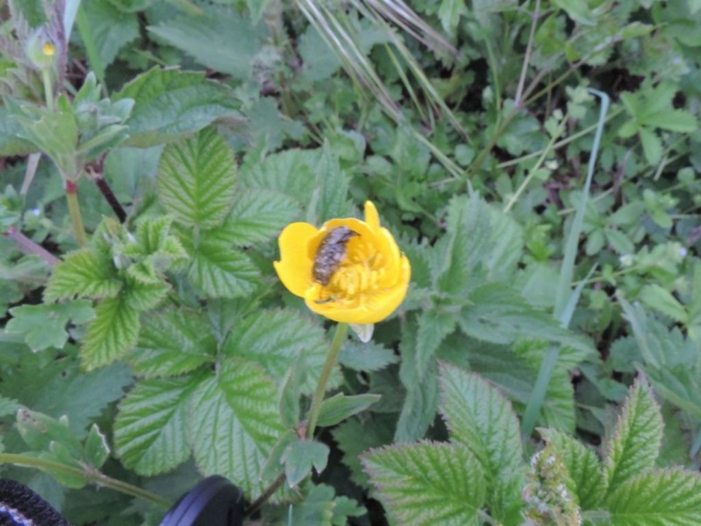 insetto nel fiore